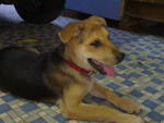 Bali - Spitz Mix Dog