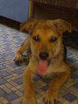 Bali - Spitz Mix Dog