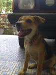 Bali - Spitz Mix Dog