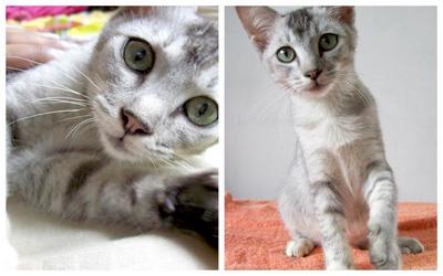 Silver - Domestic Short Hair Cat