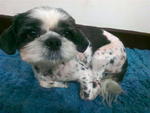 Chelsea - Shih Tzu Dog