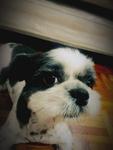 Chelsea - Shih Tzu Dog