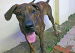 Jeremy - Great Dane Dog