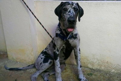 Kara - Great Dane Dog