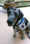 Kara - Great Dane Dog