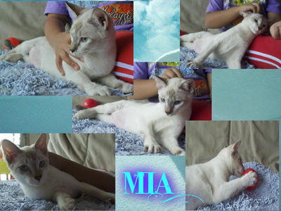 Mia - Domestic Short Hair Cat