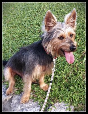 Picarro - Australian Terrier Dog