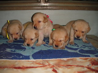 Labradors - Labrador Retriever Dog