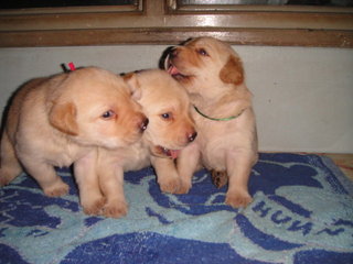 Labradors - Labrador Retriever Dog