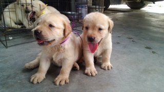 Labradors - Labrador Retriever Dog