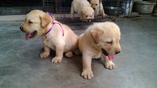 Labradors - Labrador Retriever Dog