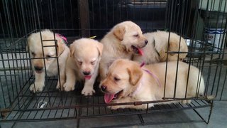 Labradors - Labrador Retriever Dog