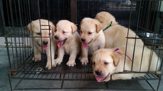 Labradors - Labrador Retriever Dog