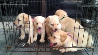 Labradors - Labrador Retriever Dog