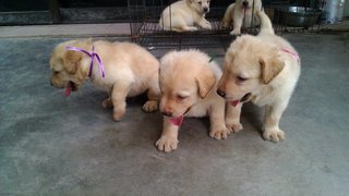 Labradors - Labrador Retriever Dog