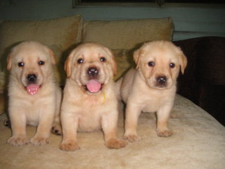 Labradors - Labrador Retriever Dog