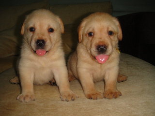 Labradors - Labrador Retriever Dog