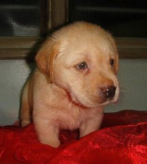 Labradors - Labrador Retriever Dog