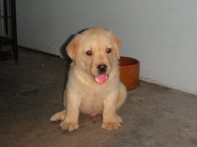 Labrador Retriever - Labrador Retriever Dog