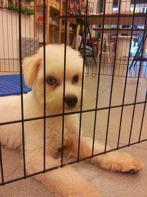 Mi Mi - Maltese Mix Dog