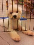 Mi Mi - Maltese Mix Dog