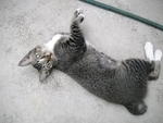 See my bobtail?