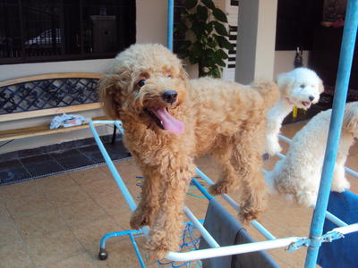 Lucky - Poodle Dog