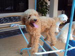 Lucky - Poodle Dog