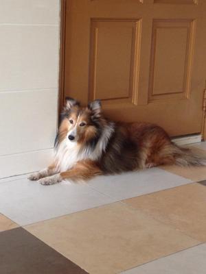 Ace - Shetland Sheepdog Sheltie Dog