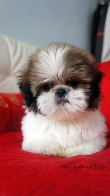 Baby - Shih Tzu Dog