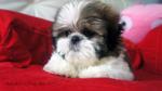 Baby - Shih Tzu Dog