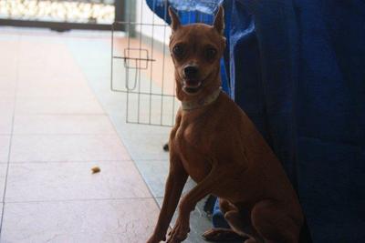 Racky  - Miniature Pinscher Dog