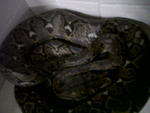 Retic Pypthon - Sawa Batik - Snake Reptile