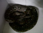 Retic Pypthon - Sawa Batik - Snake Reptile