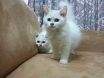 Anje &amp; Edy (Odd Eye Colour) - Persian + Turkish Van Cat