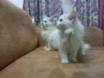 Anje &amp; Edy (Odd Eye Colour) - Persian + Turkish Van Cat