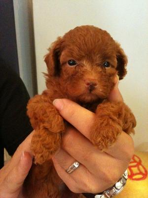 Toy Poodle - Poodle Dog