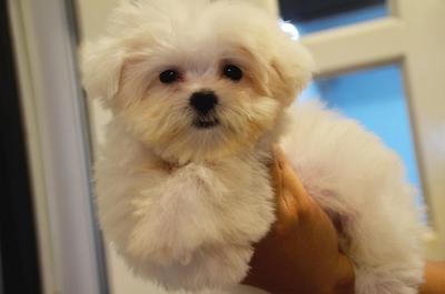 Maltese - Super Tiny Size - Maltese Dog