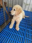 Gollim - Golden Retriever Dog