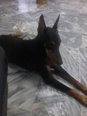 Nini - Doberman Pinscher Dog