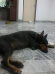 Nini - Doberman Pinscher Dog