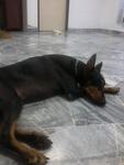 Nini - Doberman Pinscher Dog