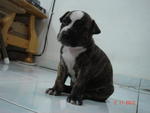 No Name Yet.. - Pit Bull Terrier Dog