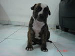 No Name Yet.. - Pit Bull Terrier Dog