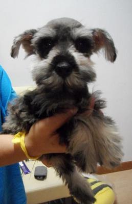 Miniature Schnauzer Adorable - Schnauzer Dog