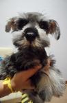 Miniature Schnauzer Adorable - Schnauzer Dog