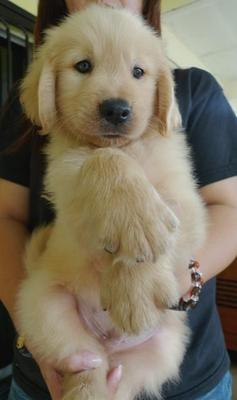  Golden Retriever Big Bone - Golden Retriever Dog