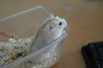 Fat Baby - Common Hamster Hamster
