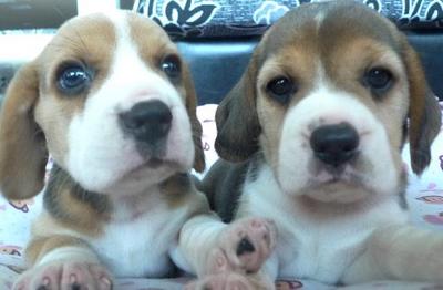 Beagle Tri Color Square Muzzle  - Beagle Dog