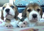 Beagle Tri Color Square Muzzle  - Beagle Dog